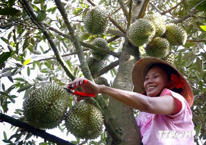 Bước vào thời điểm thu hoạch, sầu riêng được giá cao